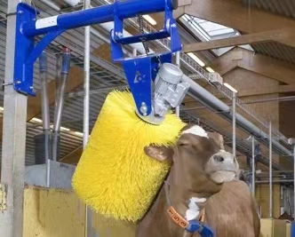 cow cleaning brush